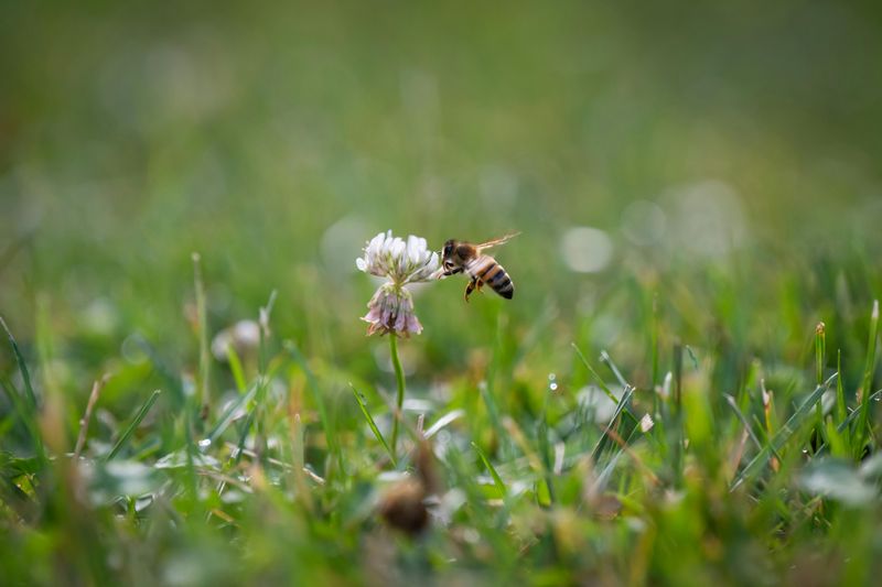 When The Pollinators Finally Notice Your Virginia Lawn When The Pollinators Finally Notice Your Virginia Lawn