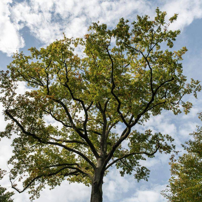 When To Call An Attorney About Iowa Tree Laws When To Call An Attorney About Iowa Tree Laws