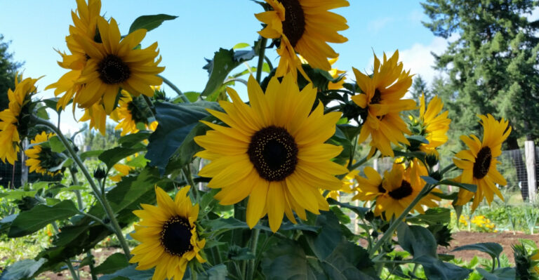 When To Plant Sunflowers In Colorado For A Full Summer Of Blooms