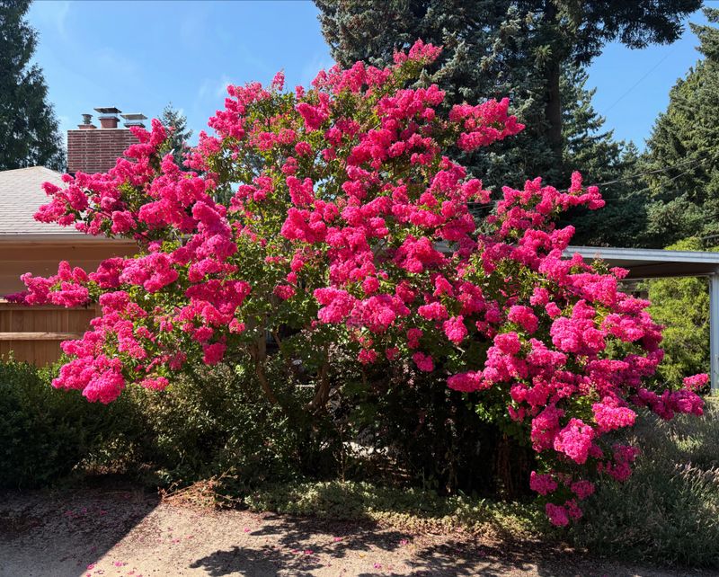 When To Prune And When To Leave It Alone