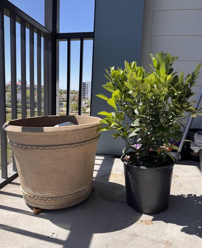 When To Re-Pot When To Re-Pot