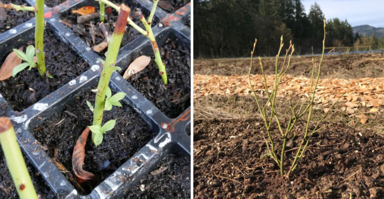 When To Take Blueberry Cuttings In Georgia And How To Root Them Easily