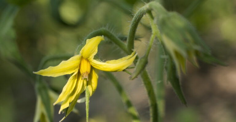 When Tomato Flowers Appear In New Jersey, These 10 Steps Make All The Difference