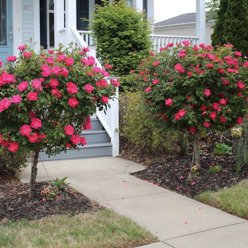 When Year-Round Blooms Come With Year-Round Chores