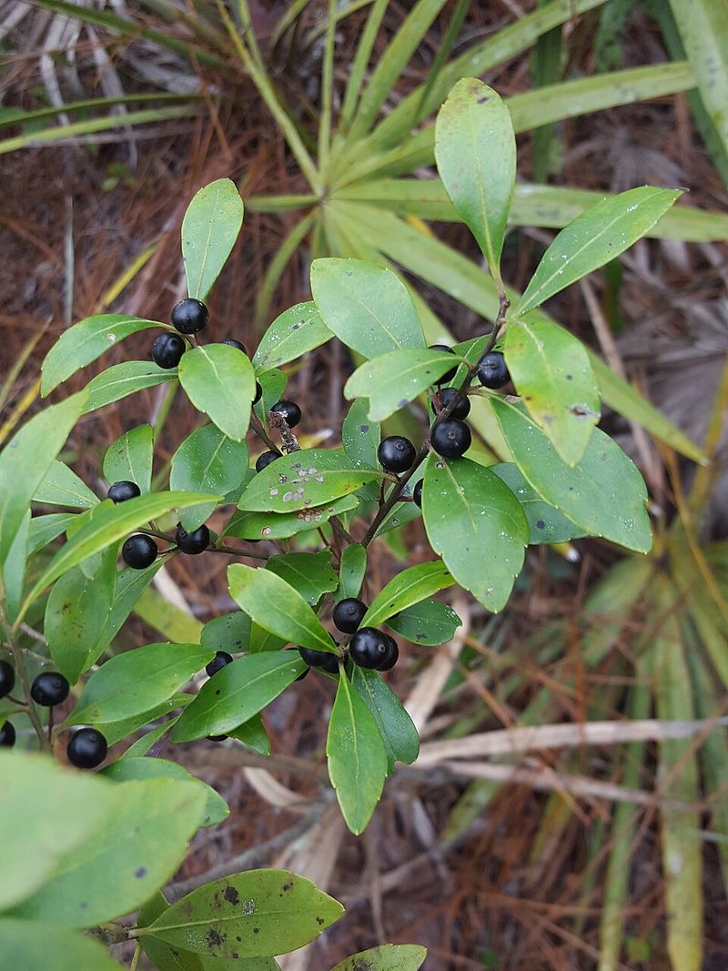 Where It Grows Best In Maryland