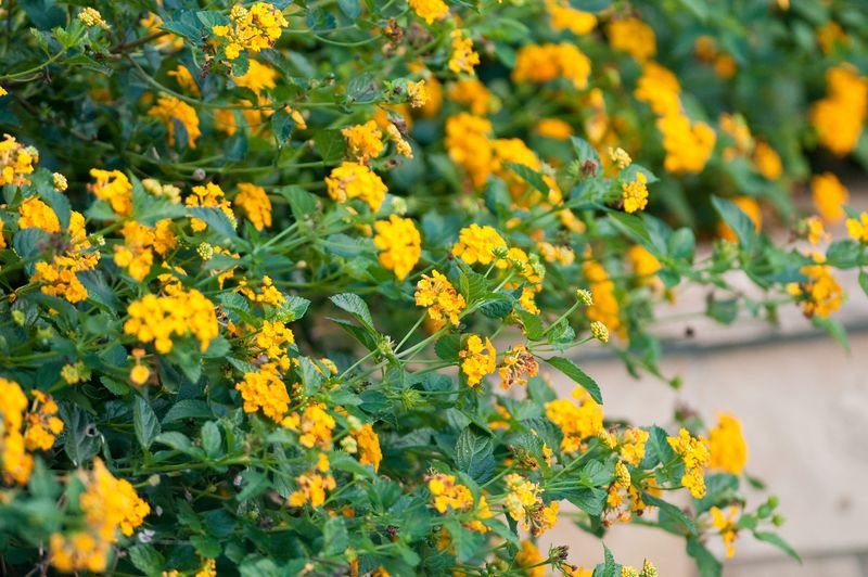 Where New Gold Lantana Fits Best In A Texas Landscape Where New Gold Lantana Fits Best In A Texas Landscape