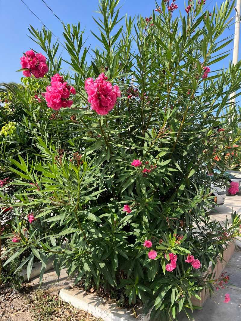 Where Oleander Becomes A Bigger Backyard Problem