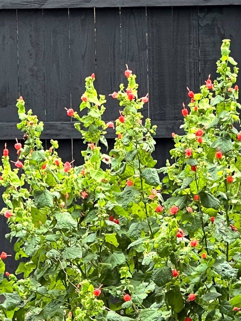 Where To Plant It For The Best Results