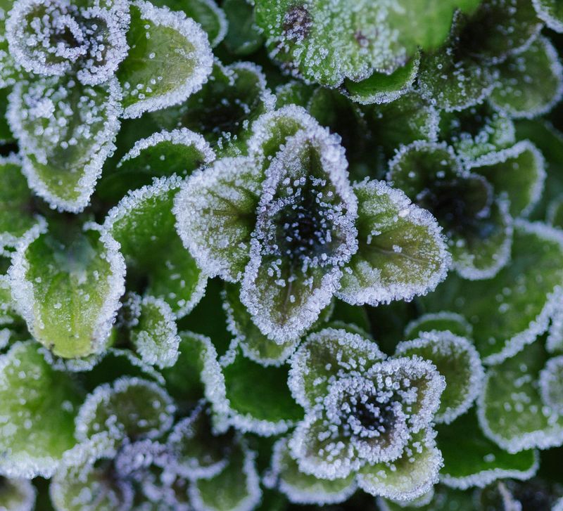 Which Plants Get Fooled The Worst