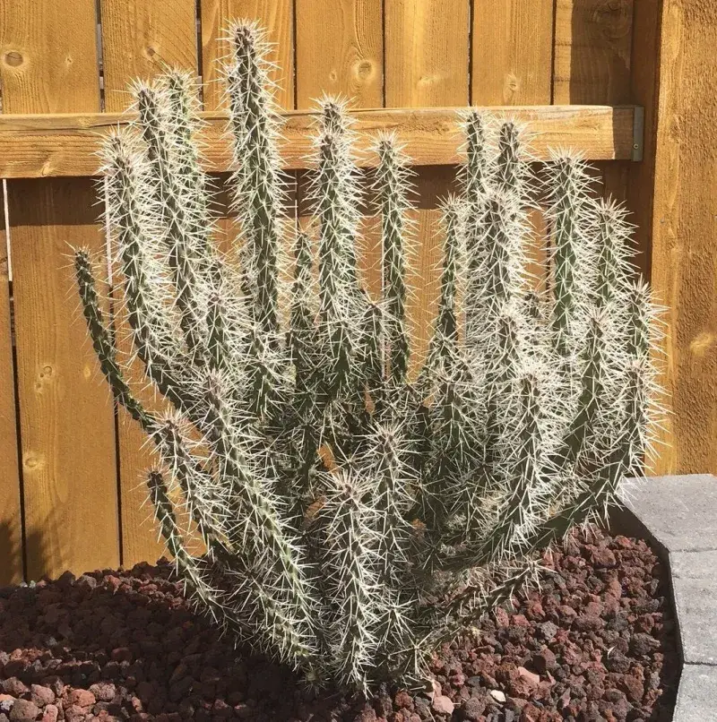 Whipple Cholla (Cylindropuntia Whipplei)