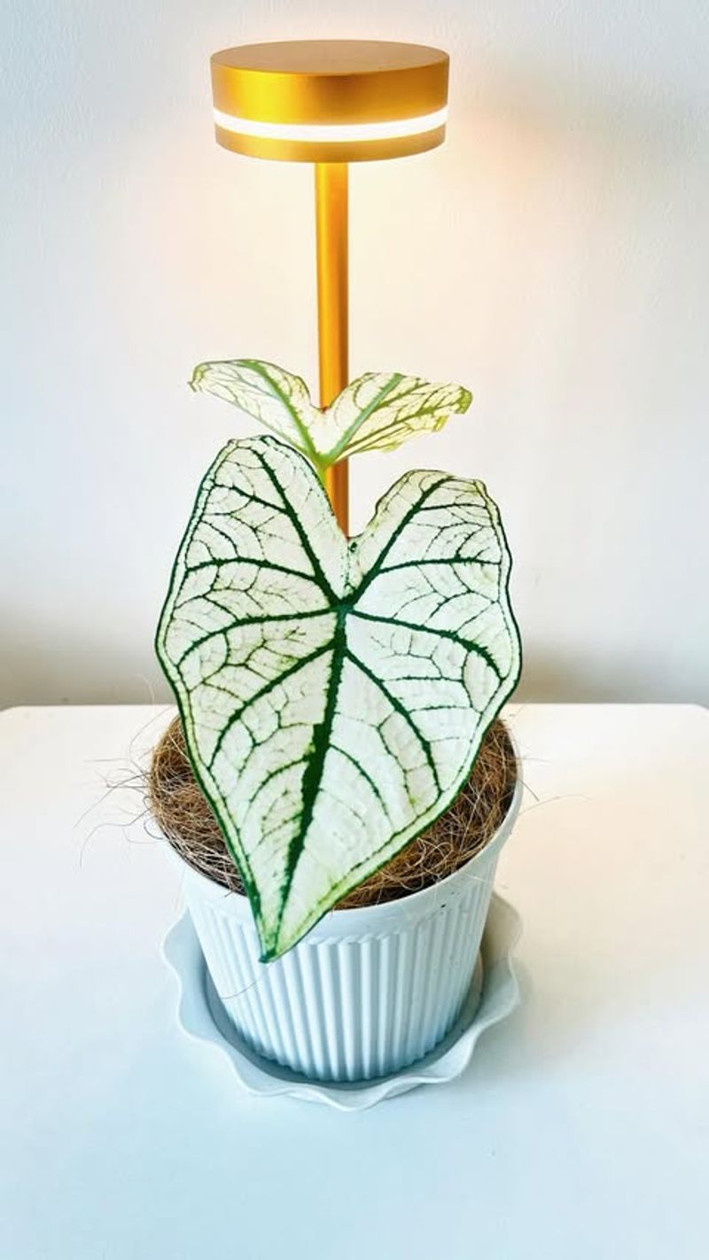 White Christmas Caladium (Caladium Bicolor)