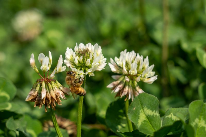 White Clover