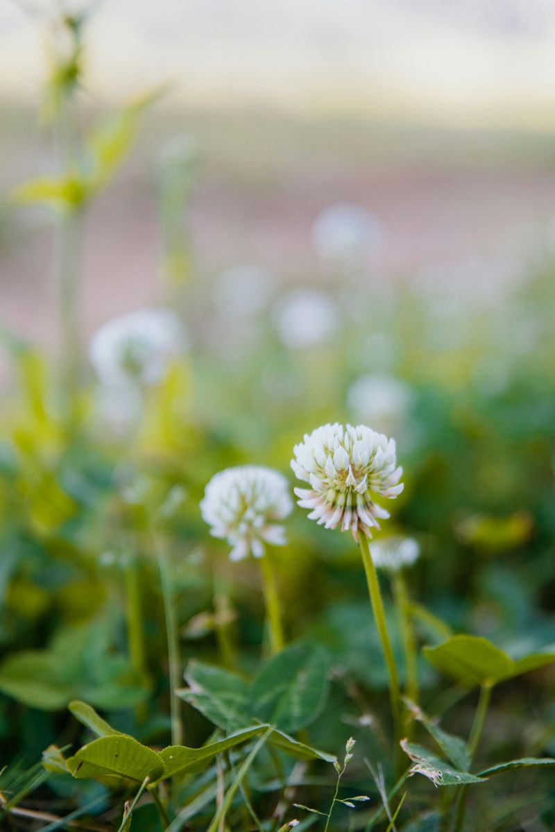 White Clover