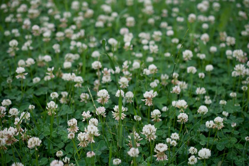 White Dutch Clover 