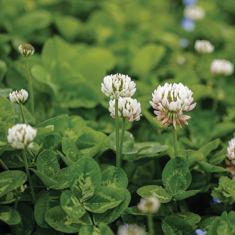 White Dutch Clover Works As Living Mulch White Dutch Clover Works As Living Mulch