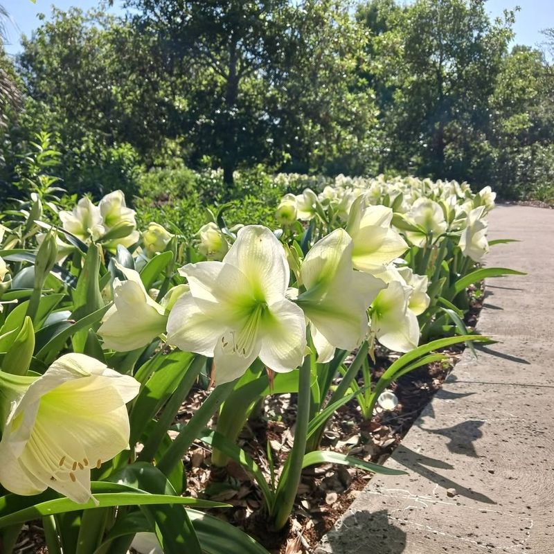 White Garden Amaryllis (Hippeastrum White Hybrids)