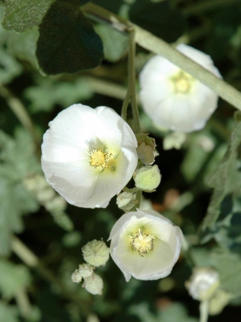 White Globe Mallow Brings Soft Color To Harsh Landscapes