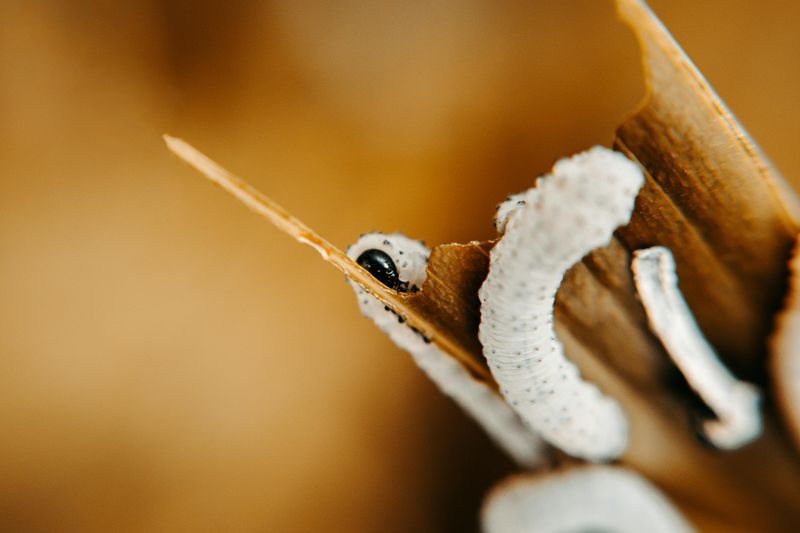White Larvae Inside Split Stems White Larvae Inside Split Stems
