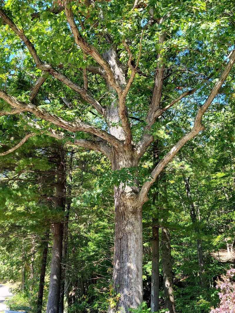 White Oak