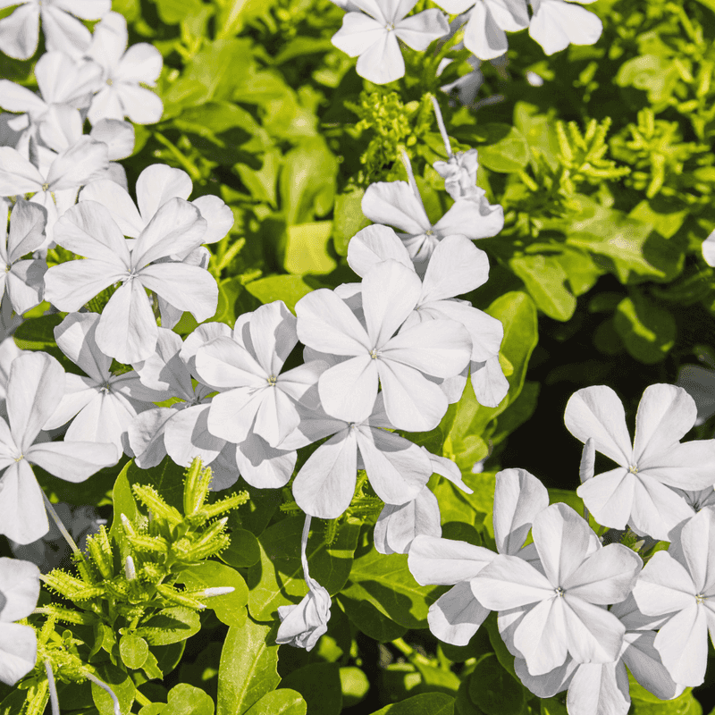 White Plumbago Needs Heat Relief