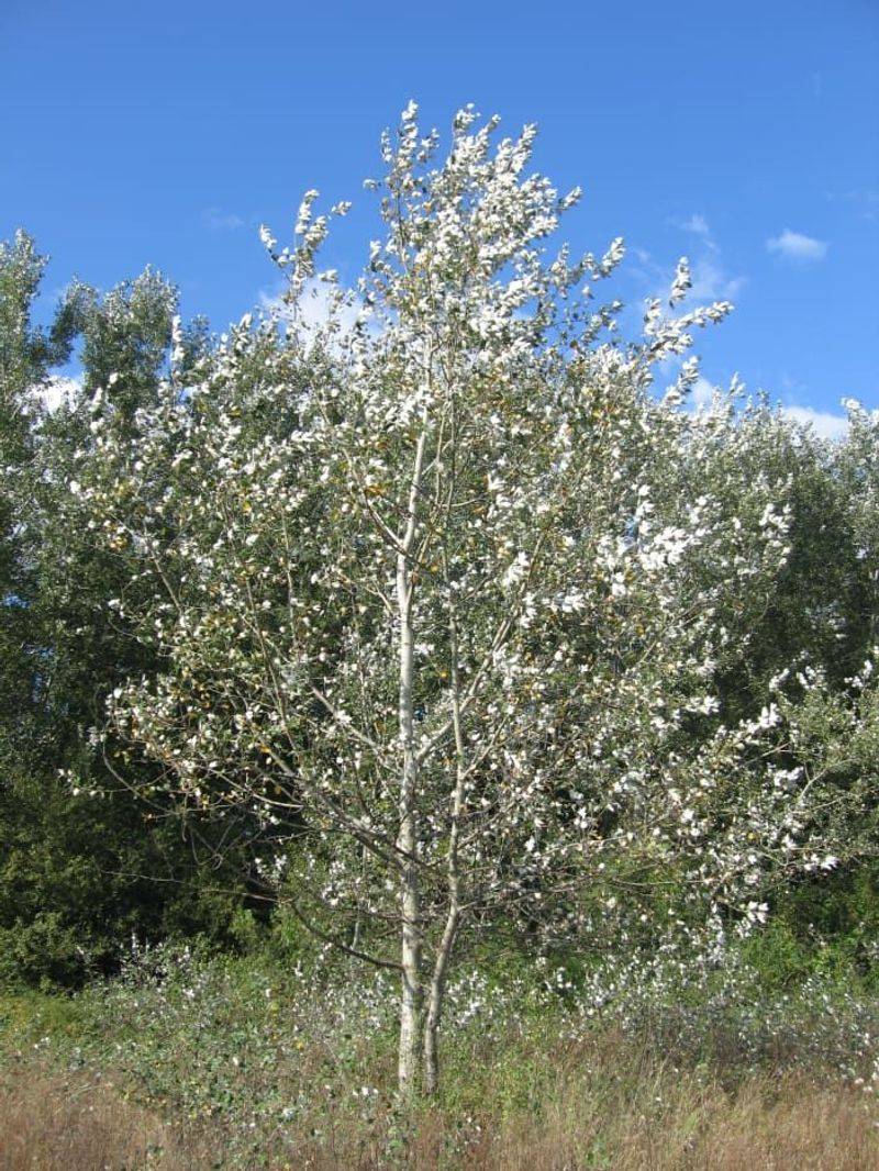 White Poplar
