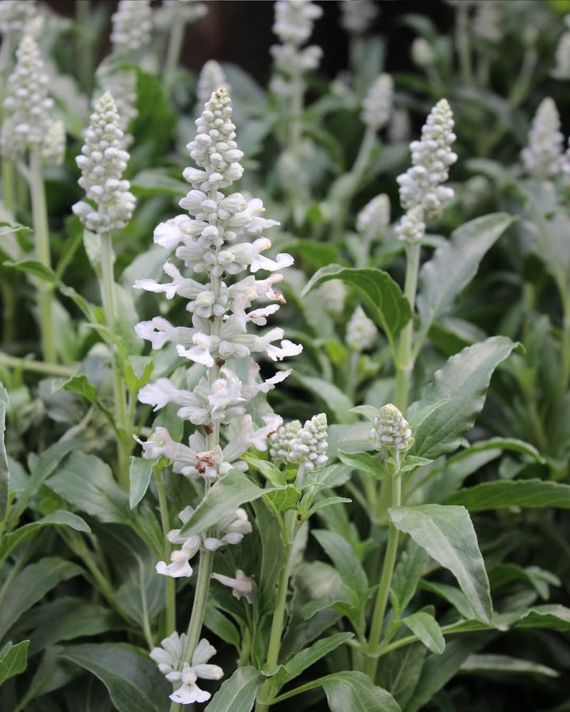 White Sage