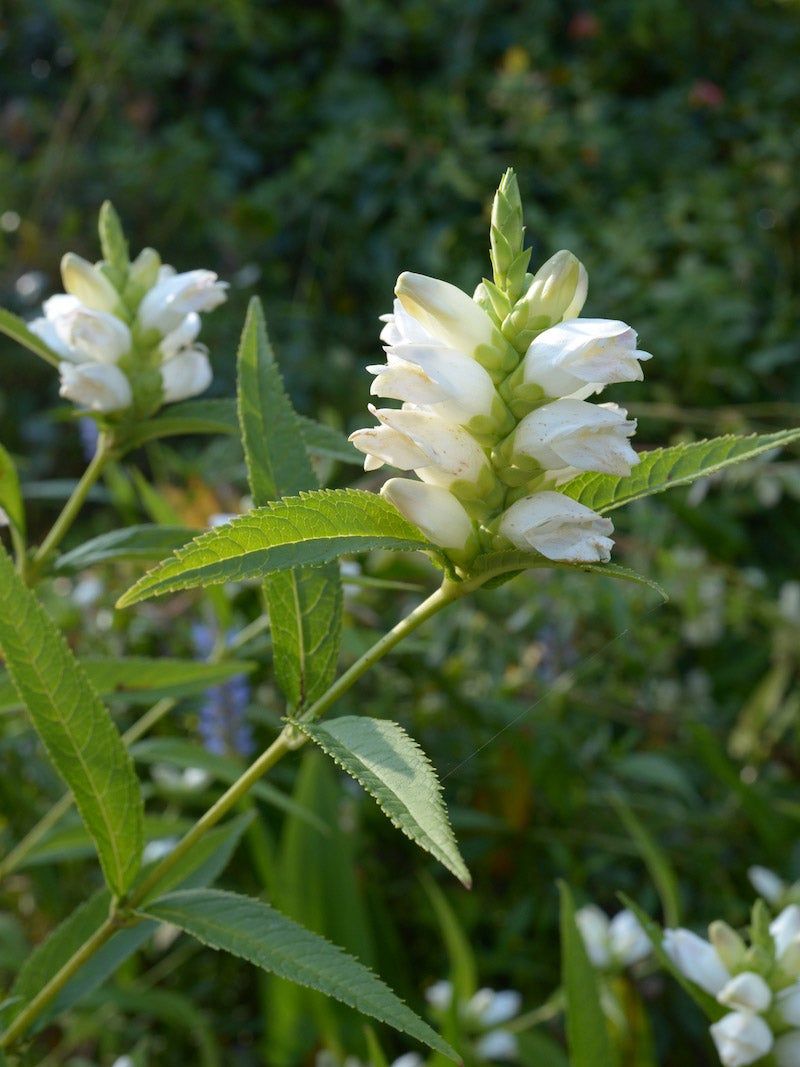 White Turtlehead Adds Fresh Color To Wet Soil White Turtlehead Adds Fresh Color To Wet Soil