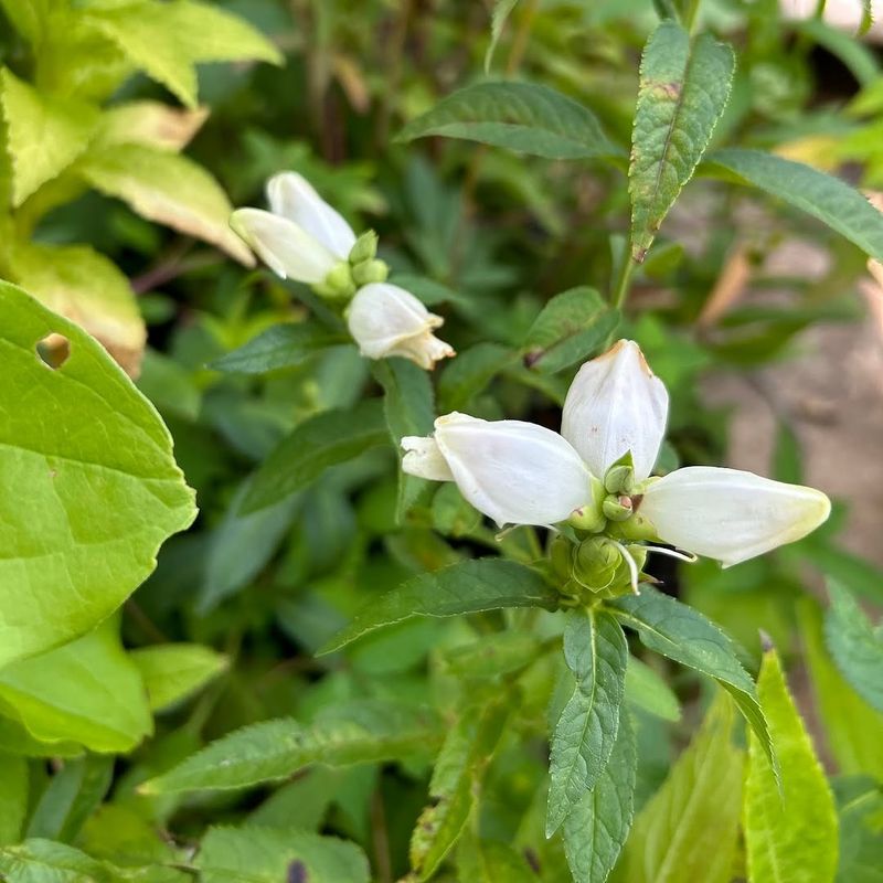 White Turtlehead Blooms Where Black-Eyed Susans Struggle With Moisture