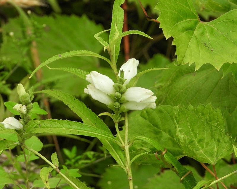White Turtlehead