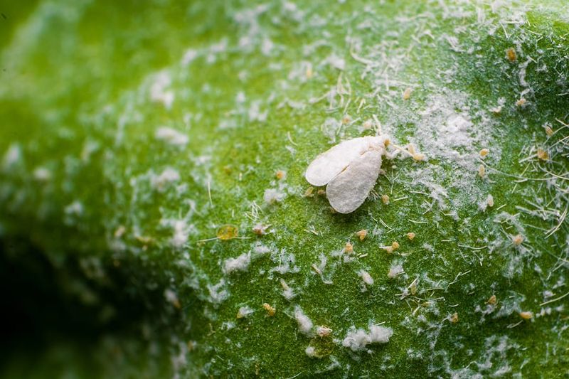 Whiteflies