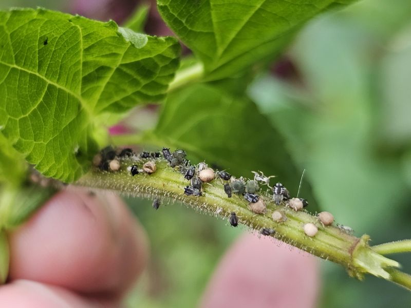 Whiteflies