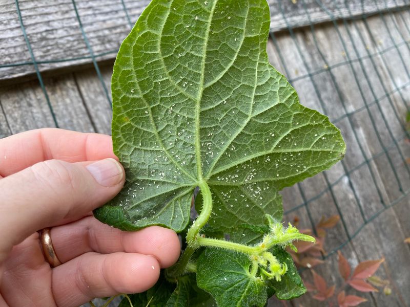 Whiteflies Build Quickly Once Conditions Warm Up