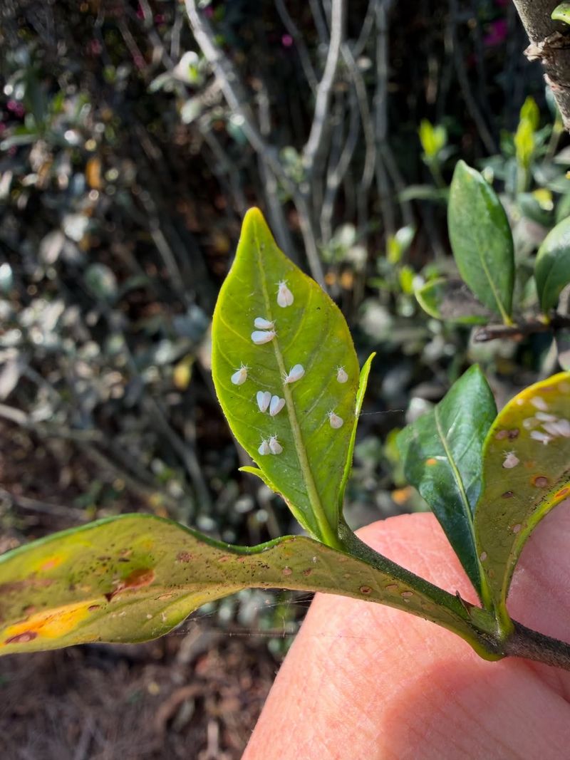 Whiteflies Lift Off When Leaves Are Disturbed