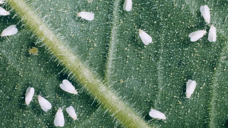 Whiteflies Scatter When Leaves Are Disturbed Whiteflies Scatter When Leaves Are Disturbed