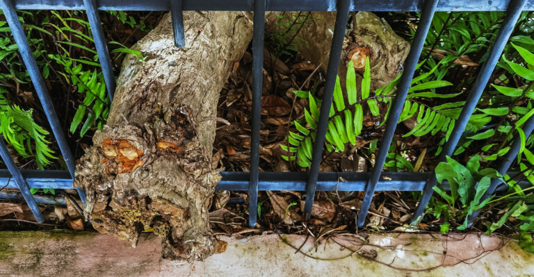 Who Is Responsible For Tree Roots Crossing Property Lines In Oregon