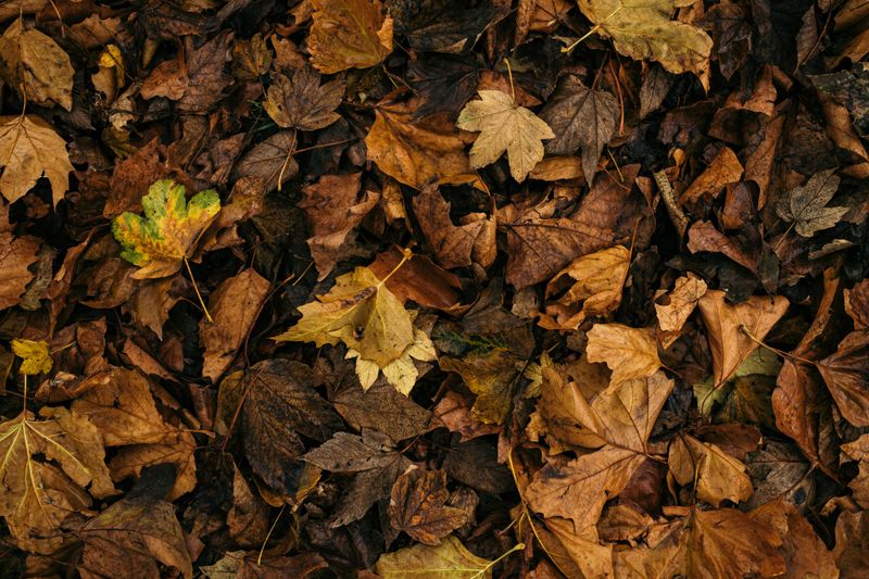 Whole Leaves Look Like Free Compost But They're Building a Wall Around Your Soil