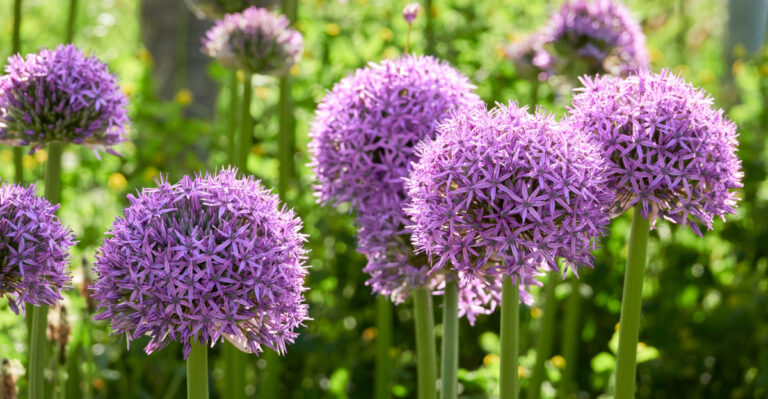 allium flowers