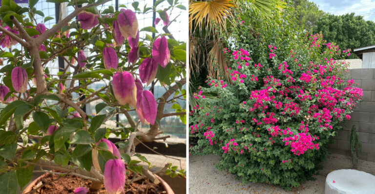 Why Arizona Bougainvillea Stops Blooming In Summer And How To Fix It