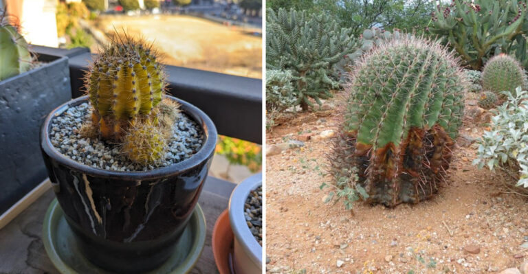 Why Arizona Cactus Turns Yellow Or Mushy And What It’s Telling You