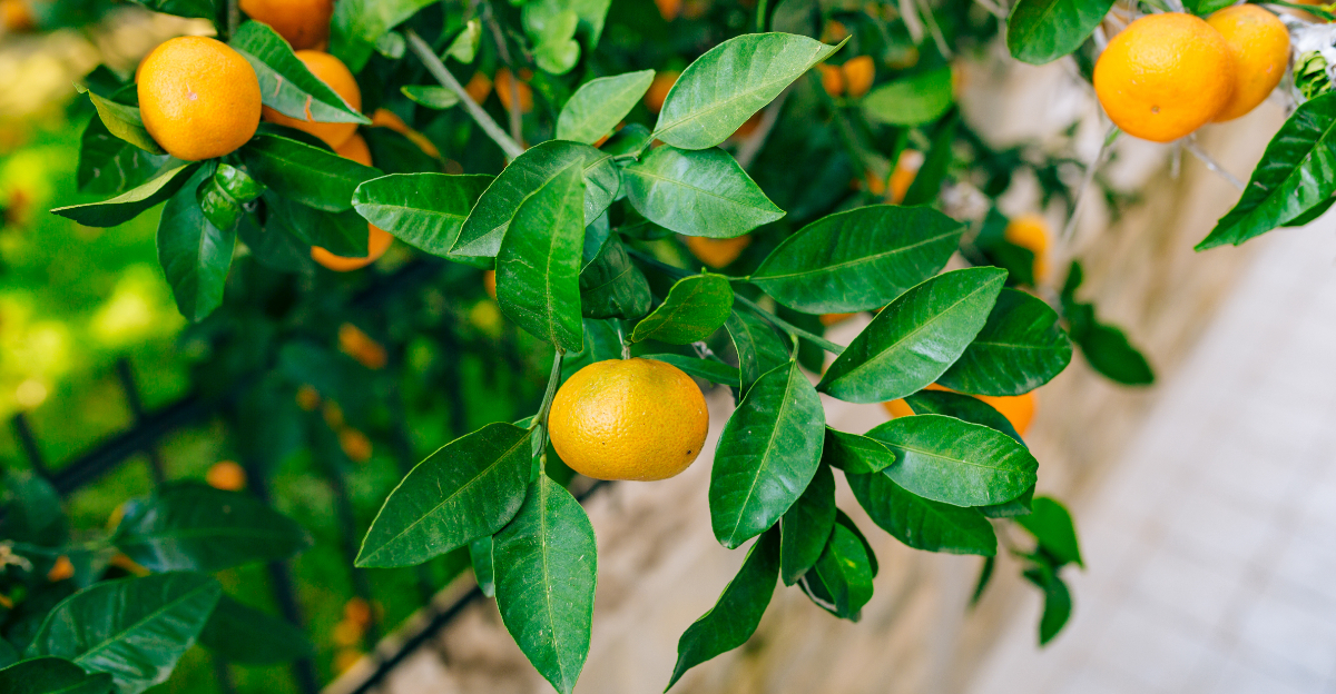 citrus tree (featured image)