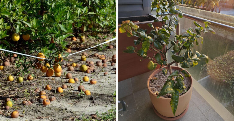 Why Arizona Citrus Trees Drop Fruit In Summer And How To Stop It