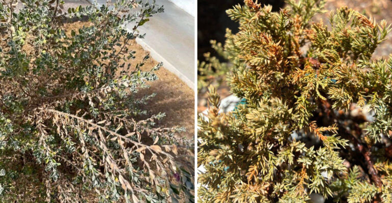 Why Arizona Desert Shrubs Turn Brown In Summer And Whether To Be Concerned