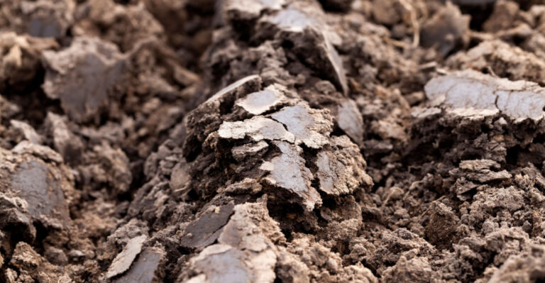 Why Arizona Garden Soil Crusts Over In May And How To Break It