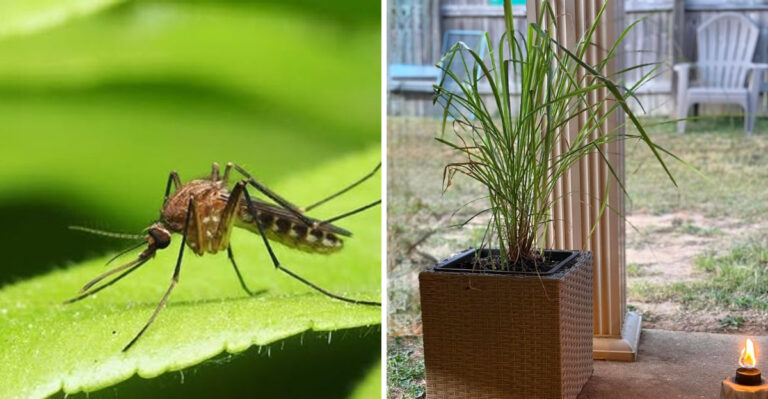 Why Arizona Gardeners Are Growing Lemongrass In Pots This Time Of Year