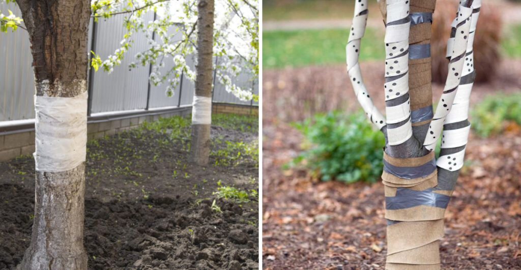 Wrapping Tree Roots Why Arizona Gardeners Are Wrapping Tree Trunks Before Summer