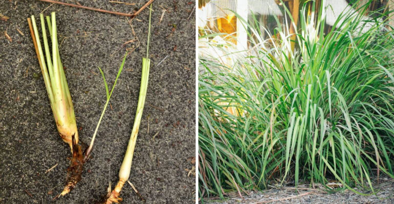 Why Arizona Gardeners Start Dividing Lemongrass Before Peak Summer Heat