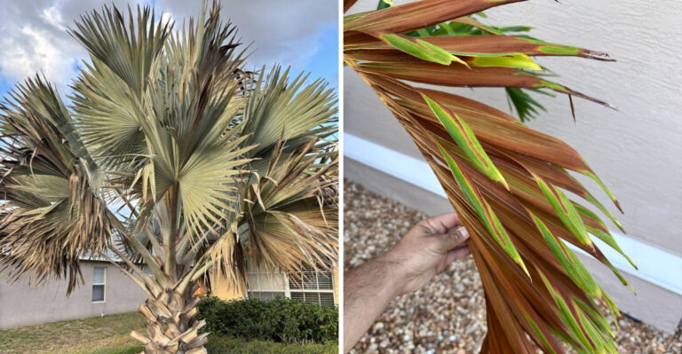 Why Arizona Palm Trees Develop Brown Fronds And When To Actually Worry
