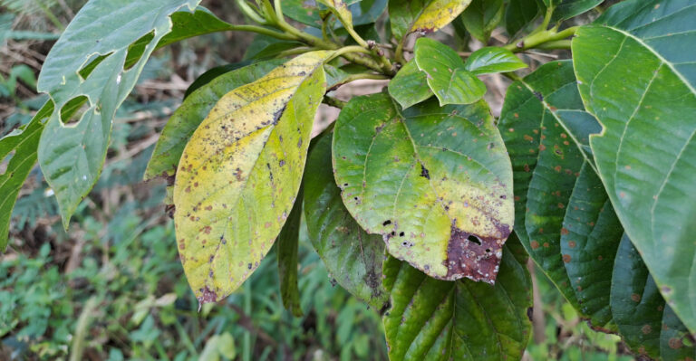 Why Avocado Leaves Turn Yellow In June In California And How To Fix It