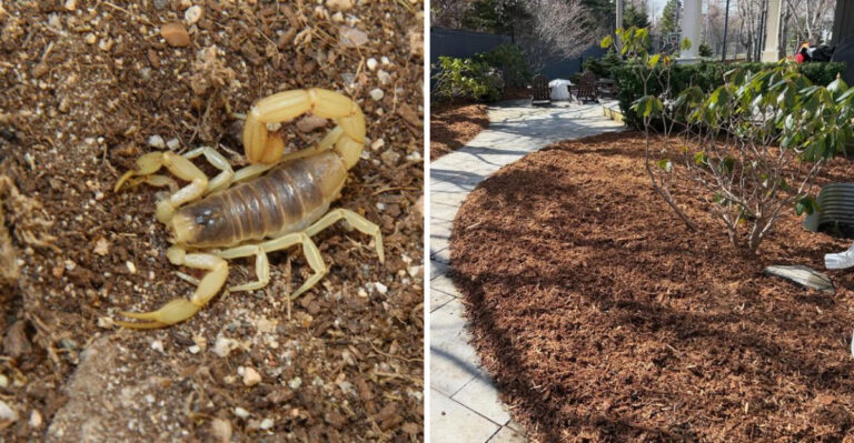 Why Bark Mulch Creates More Scorpion Hiding Spots In Arizona Yards