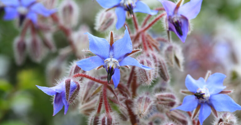 borage (featured image)